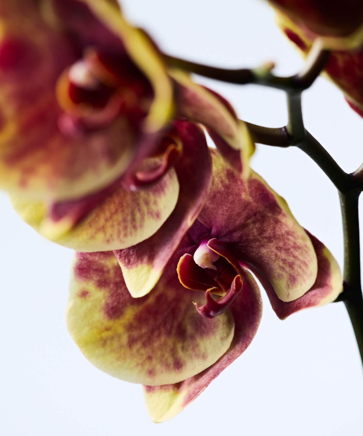 FLEURIRという名に込めて